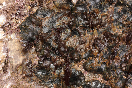 Image of Codium adhaerens