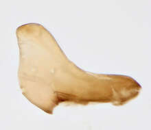 Image of Seedcorn maggot