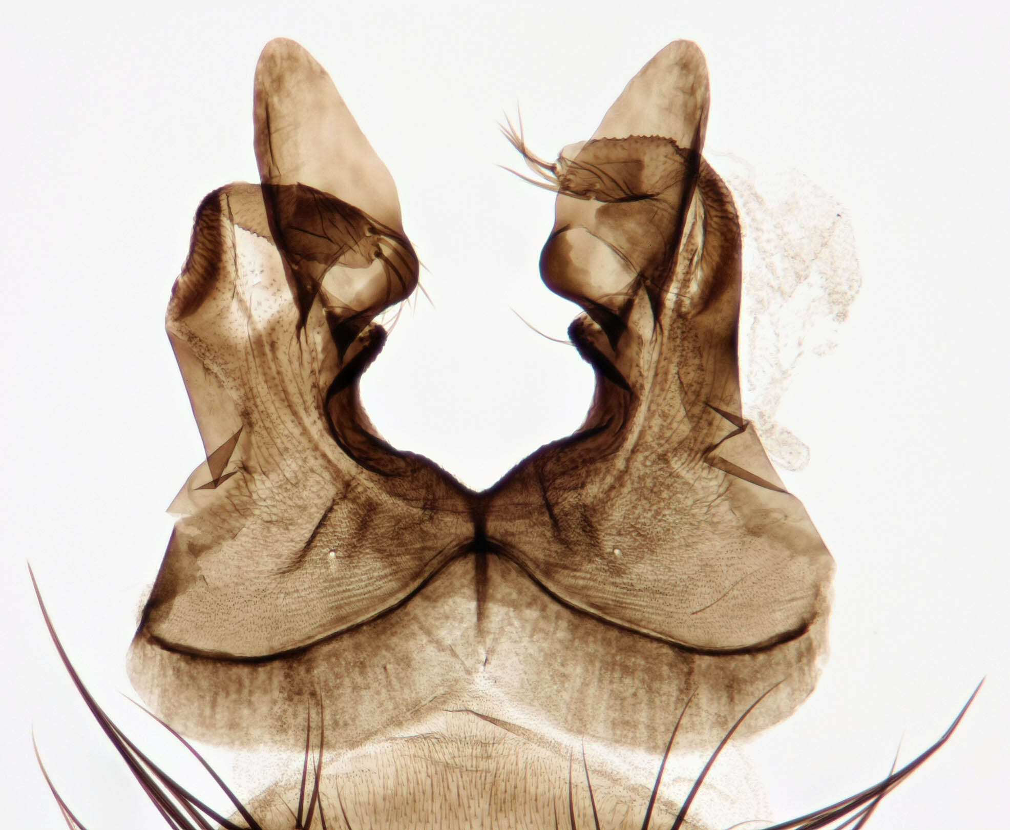 Image of Paradelia intersecta (Meigen 1826)