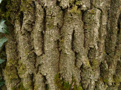 Image of European ash