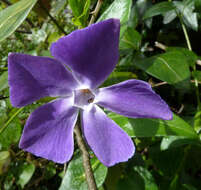 Image of Vinca major subsp. major