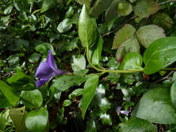 Image of Vinca major subsp. major