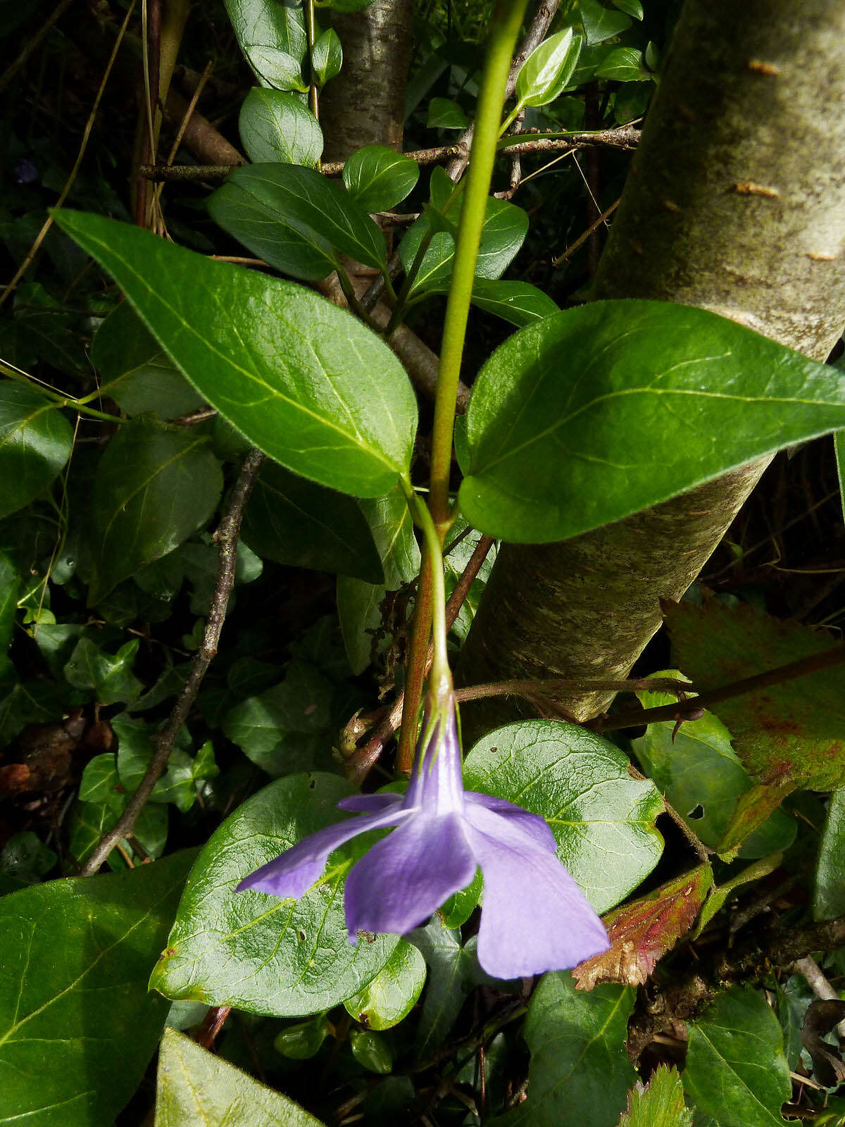 Image of Vinca major subsp. major