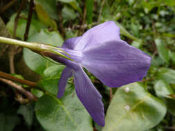 Image of Vinca major subsp. major