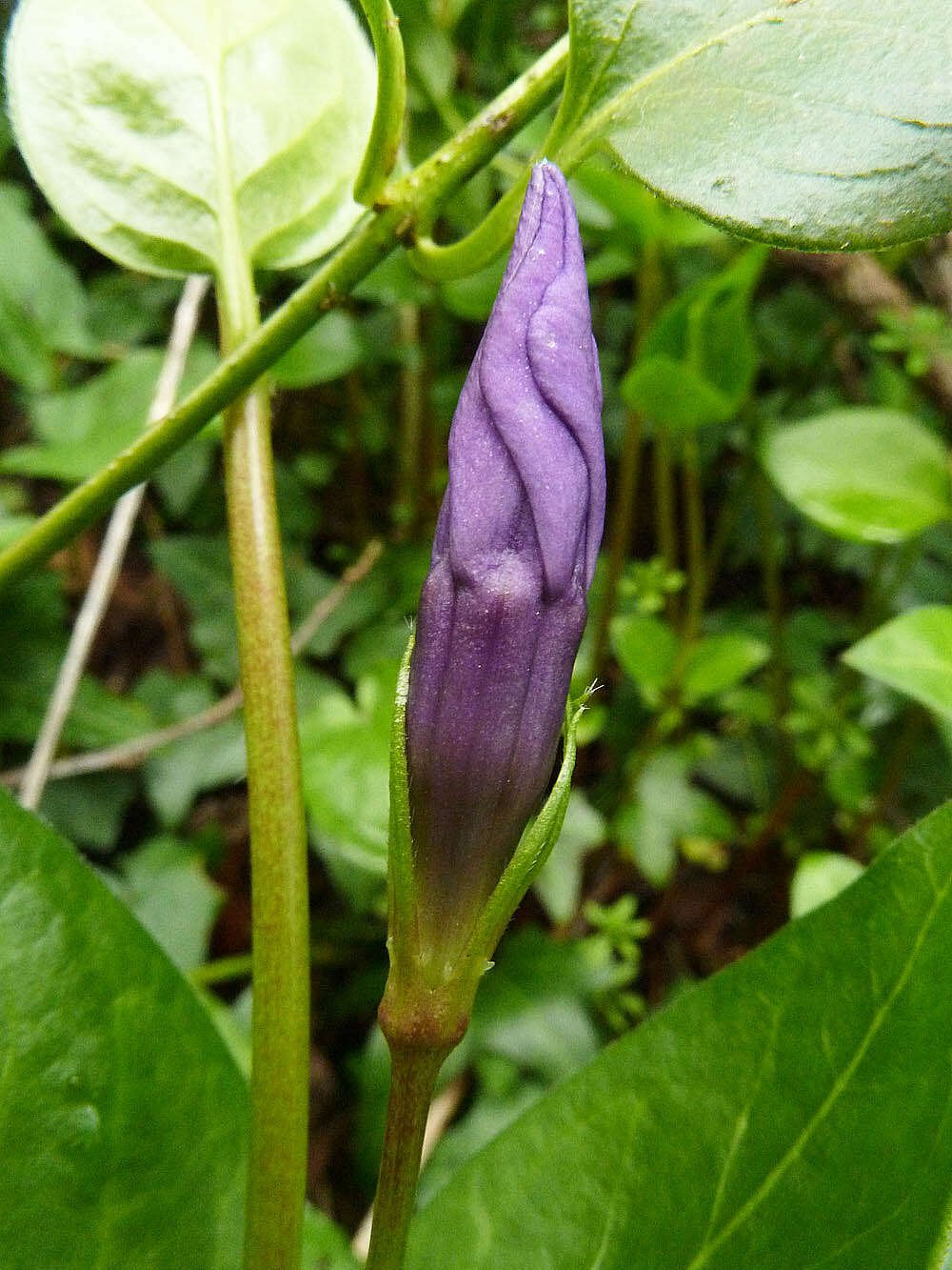 Image of Vinca major subsp. major