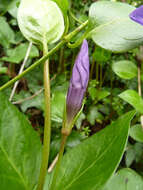 Image of Vinca major subsp. major