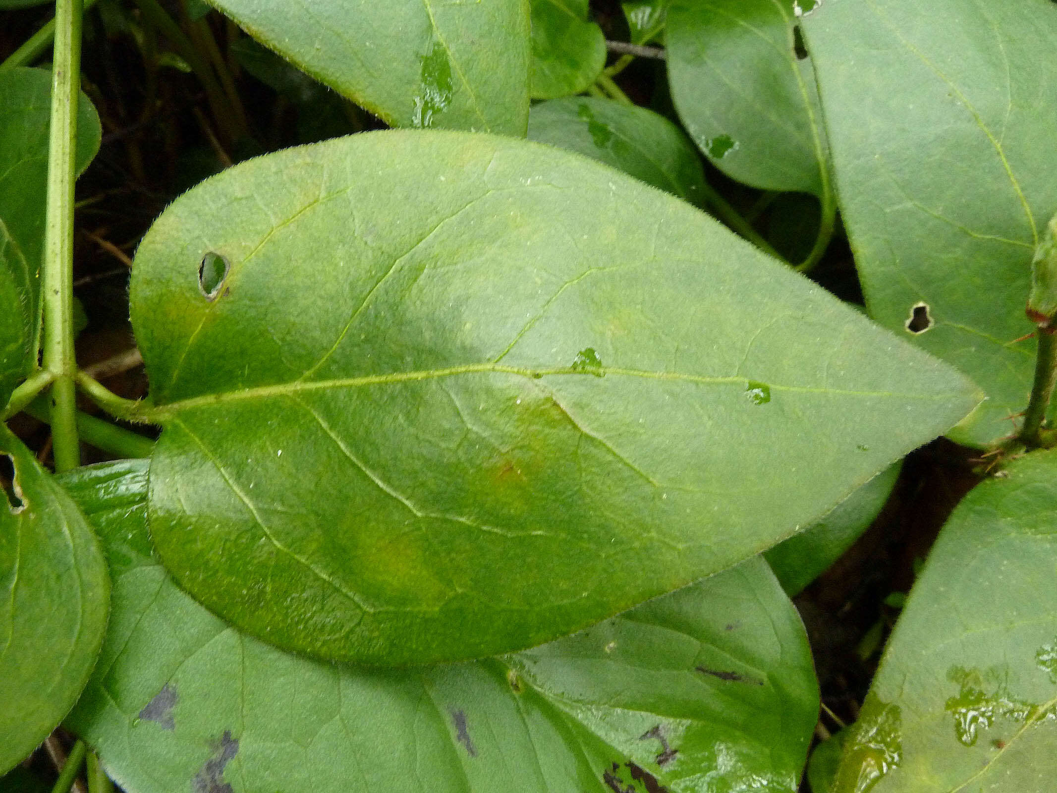 Imagem de Vinca major subsp. major