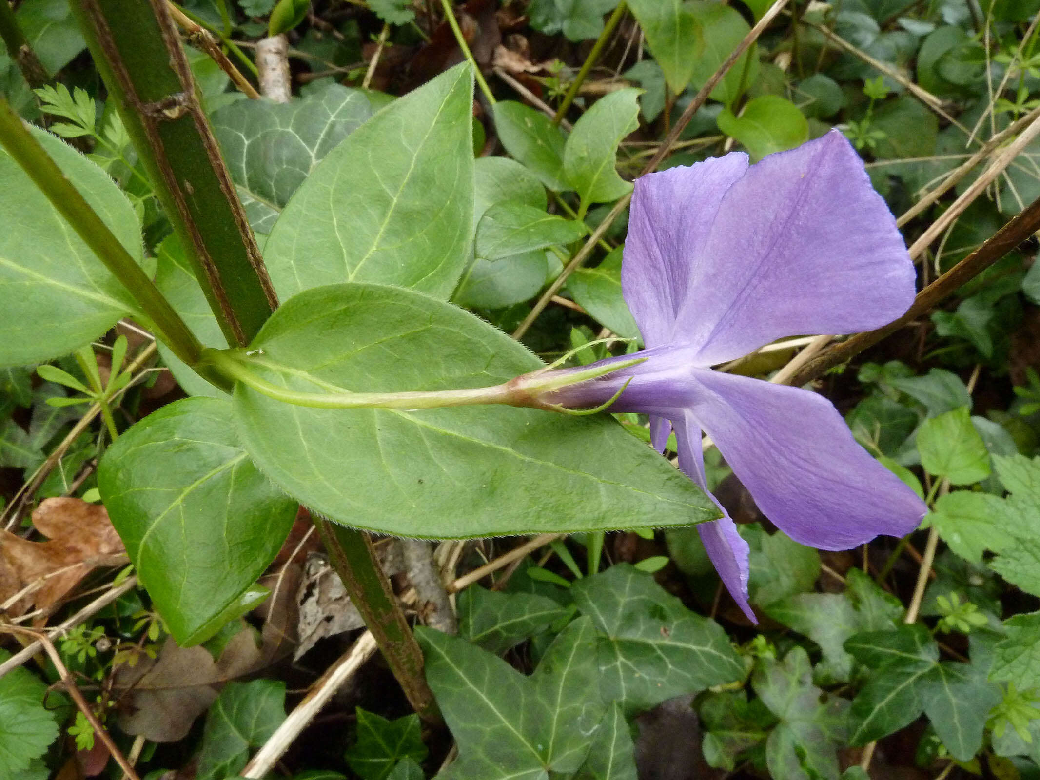 Imagem de Vinca major subsp. major