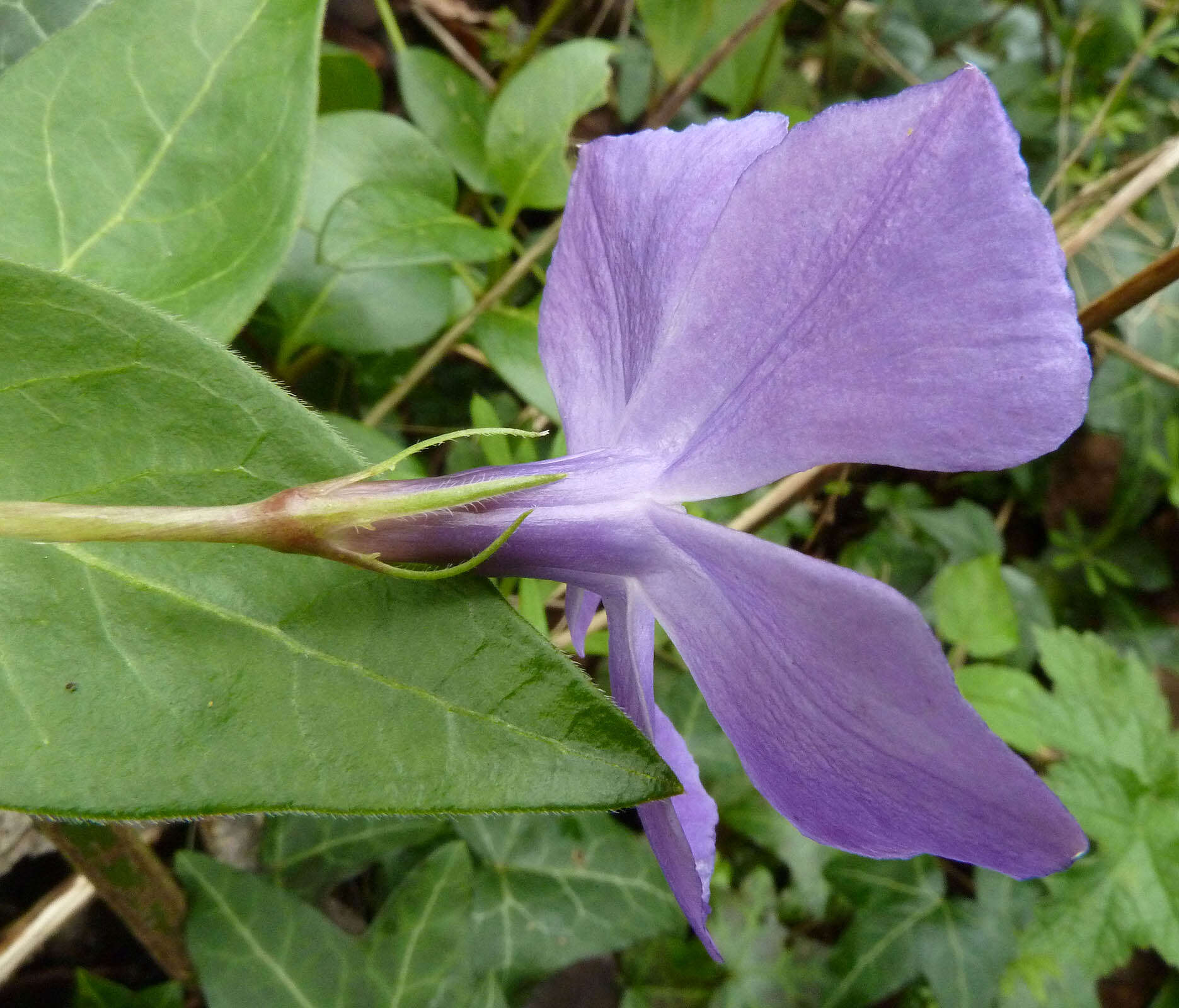 Image of Vinca major subsp. major