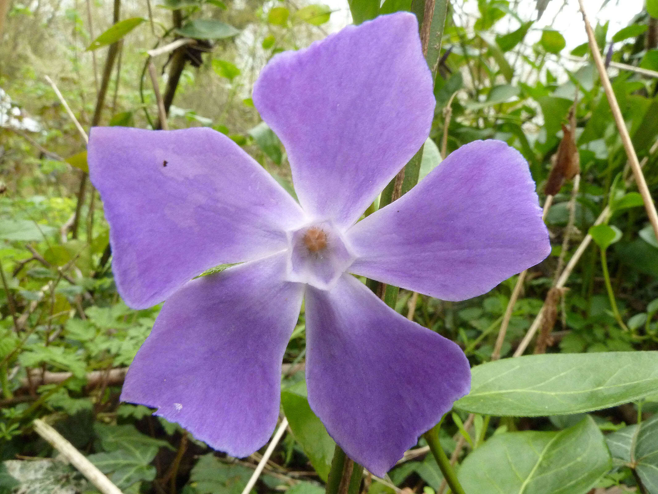 Imagem de Vinca major subsp. major