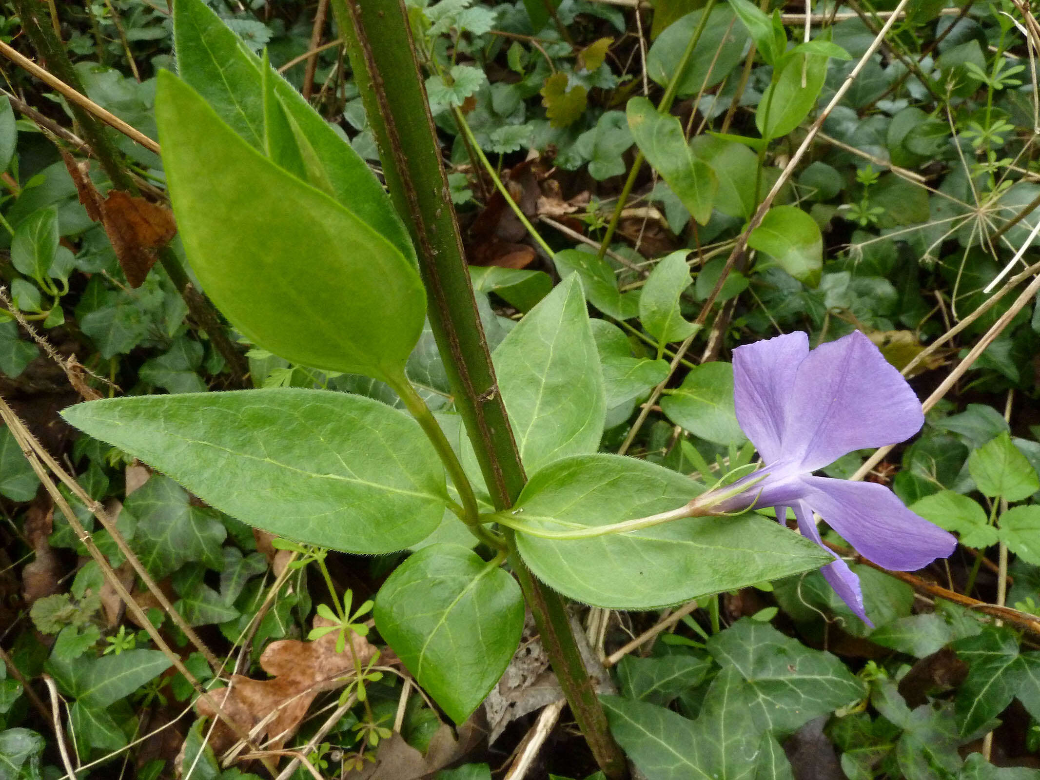 Image of Vinca major subsp. major