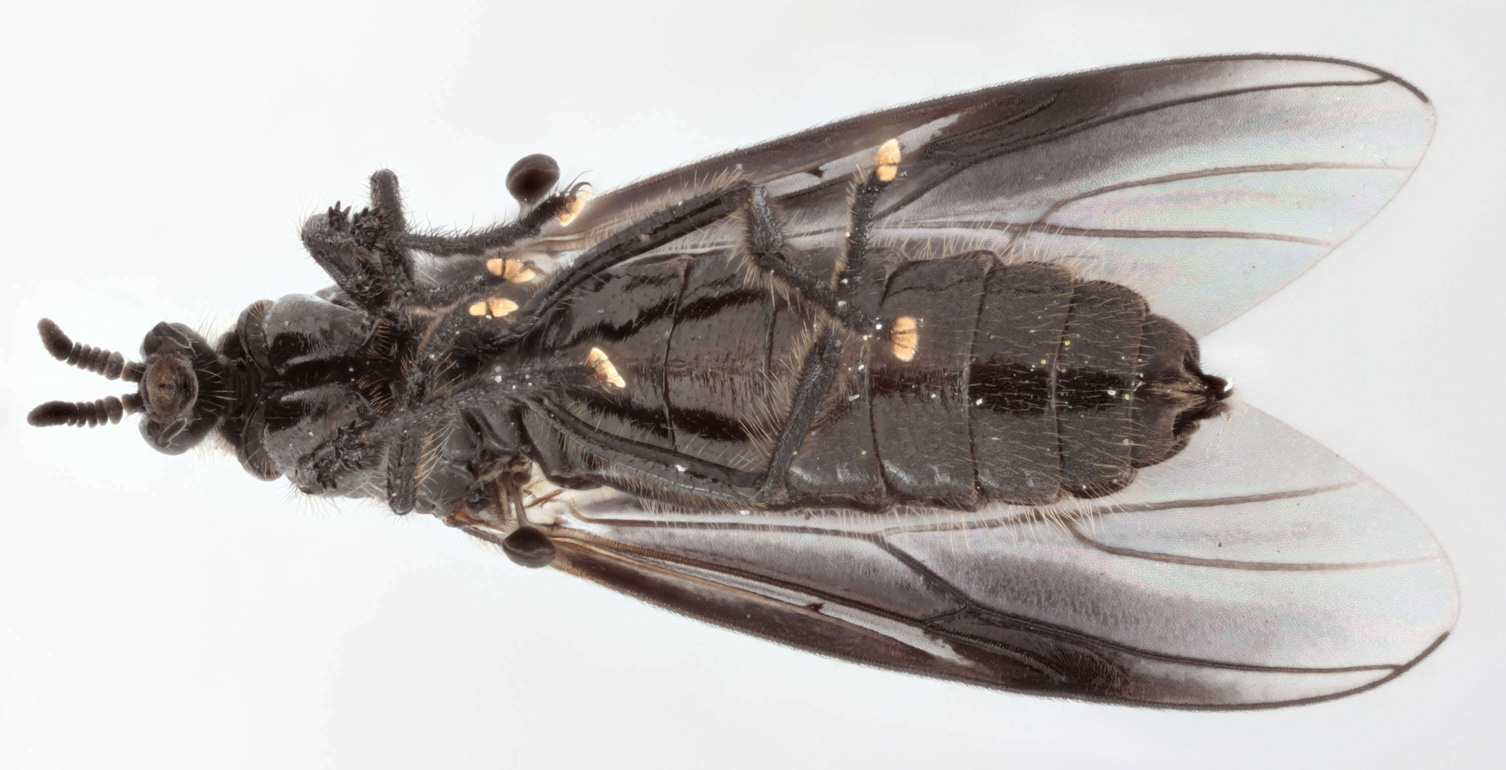 Image of Dilophus febrilis (Linnaeus 1758)