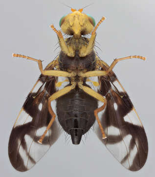 Image of Celery Fly