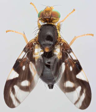 Image of Celery Fly