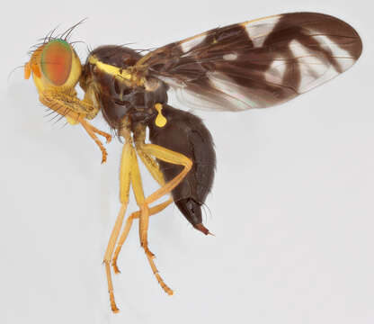 Image of Celery Fly