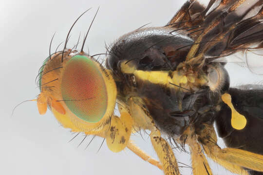 Image of Celery Fly