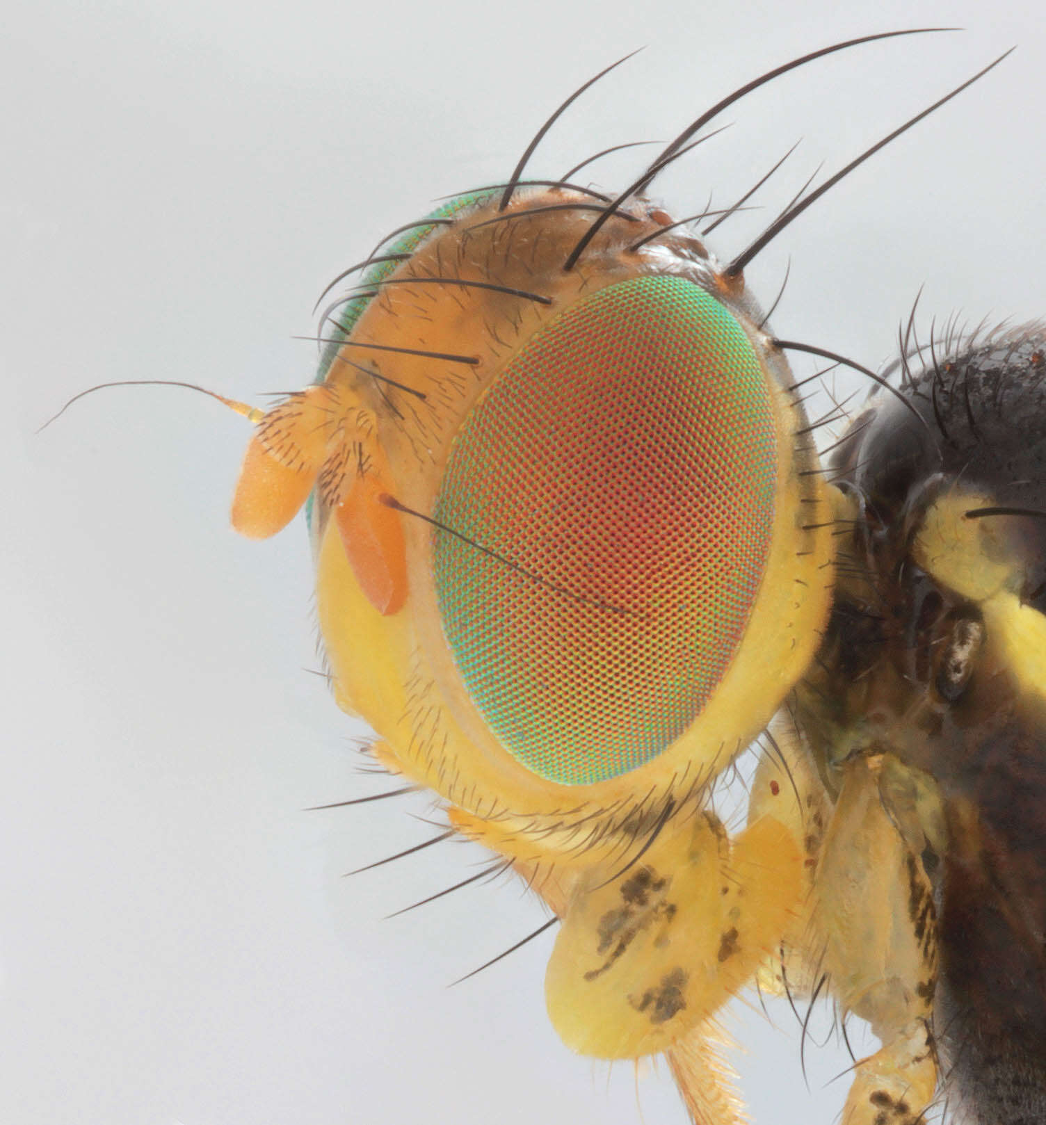 Image of Celery Fly