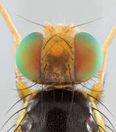 Image of Celery Fly