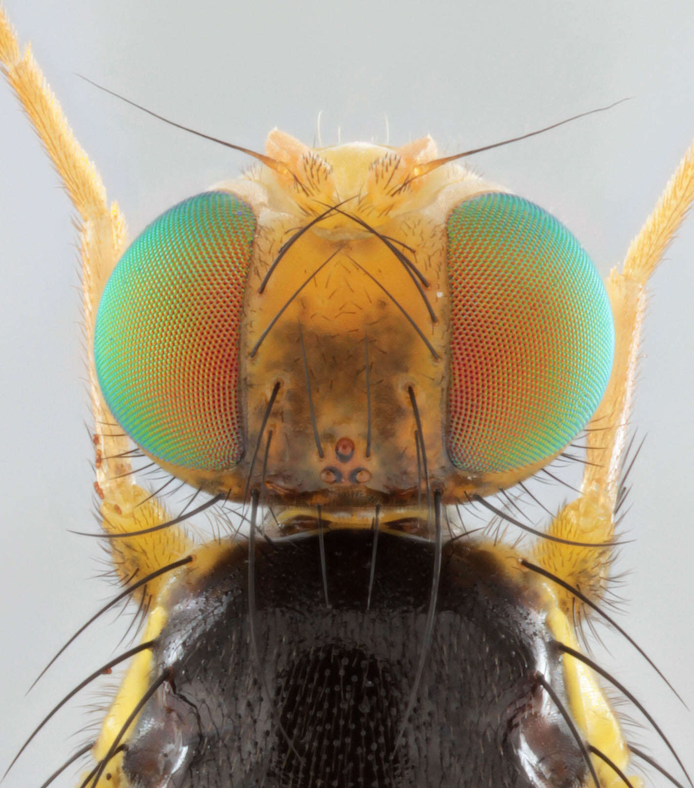 Image of Celery Fly