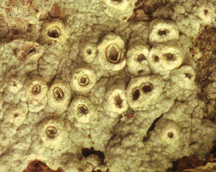 Image of barnacle lichen