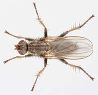 Image of Scathophaga litorea (Fallen 1819)