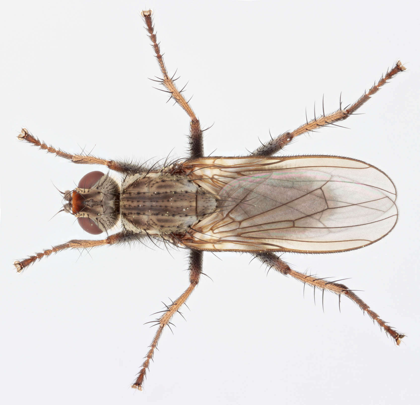 Image of Scathophaga litorea (Fallen 1819)