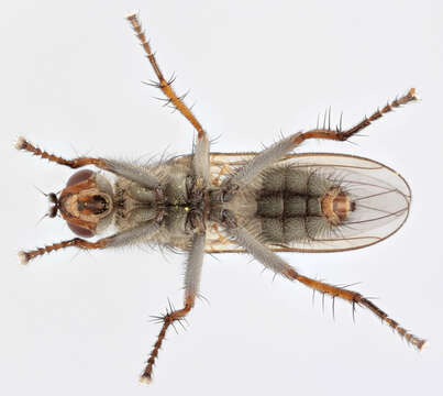 Image of Scathophaga litorea (Fallen 1819)