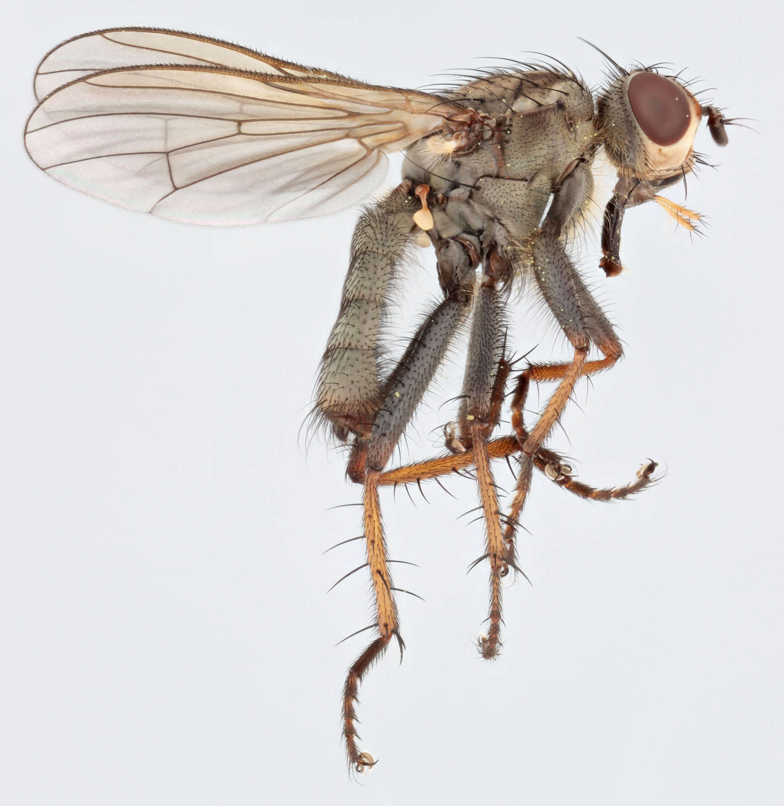 Image of Scathophaga litorea (Fallen 1819)