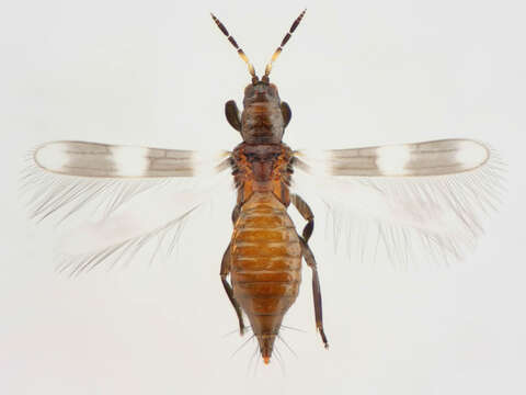 Image of Aeolothrips tenuicornis Bagnall 1926