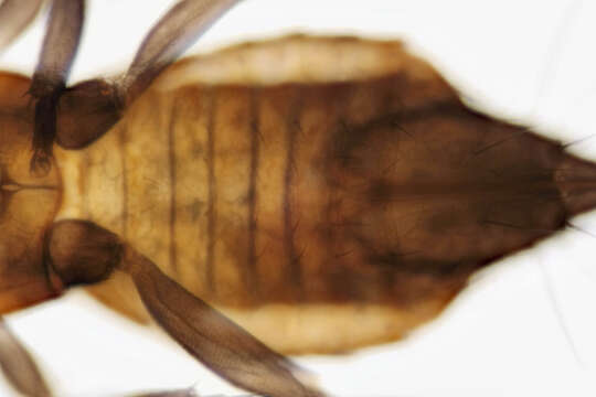 Image of Aeolothrips tenuicornis Bagnall 1926