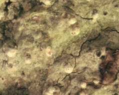 Image of old wood rimmed lichen