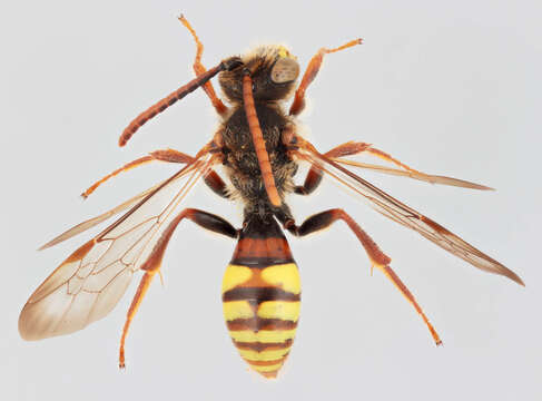 Image of Nomada flava Panzer 1798