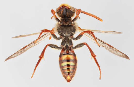 Image of Nomada flava Panzer 1798