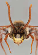 Image of Nomada flava Panzer 1798