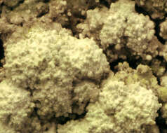 Image of pore lichen