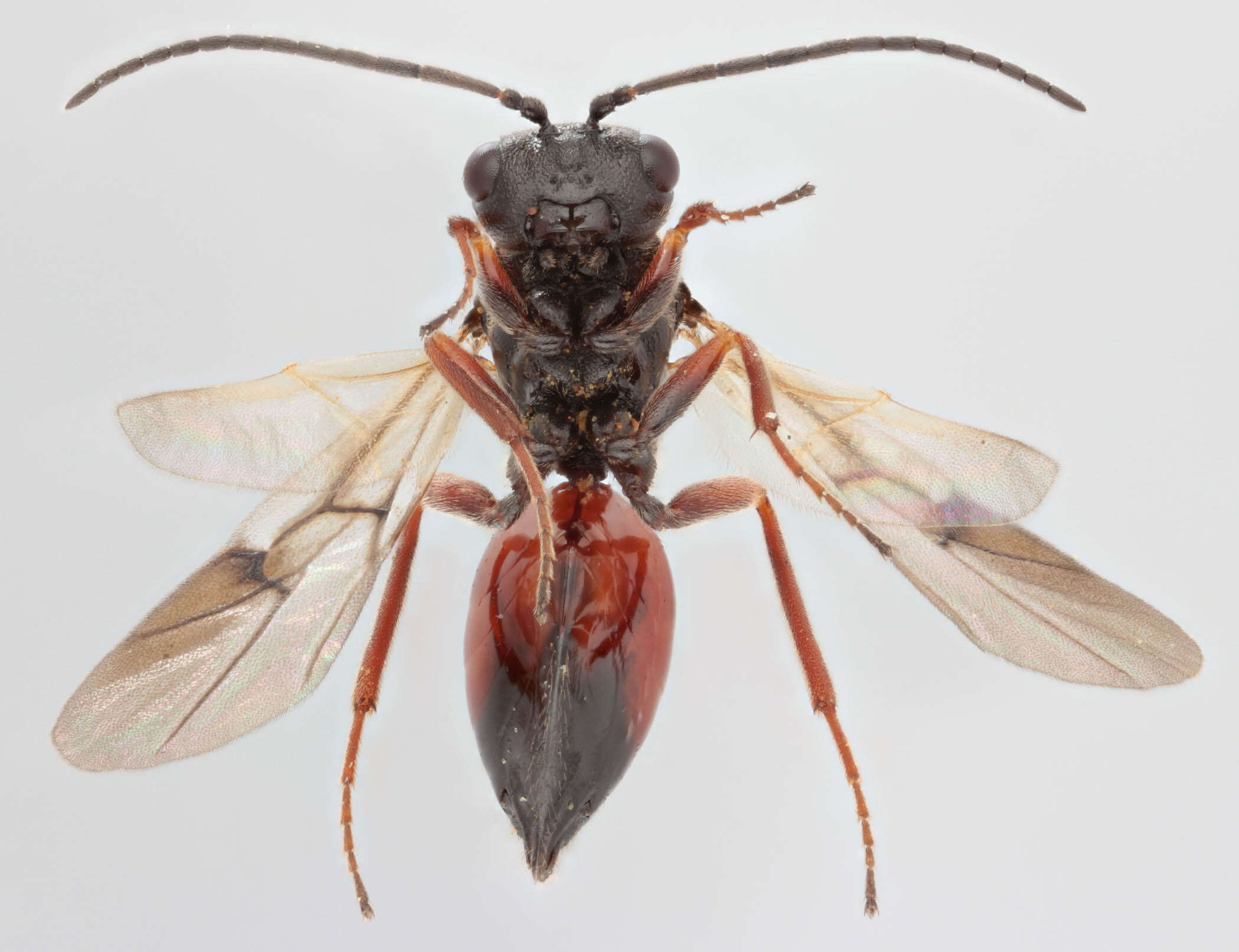 Image of Mossy Rose Gall Wasp