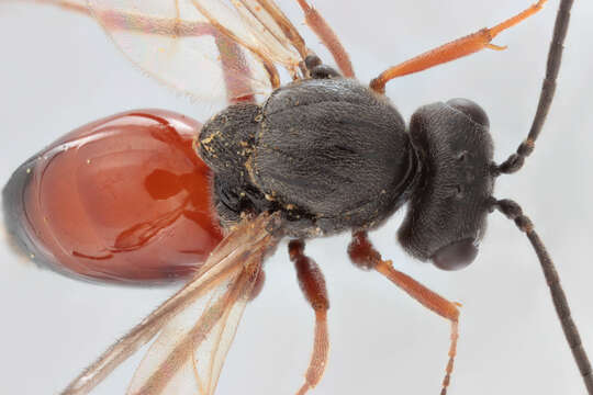 Image of Mossy Rose Gall Wasp