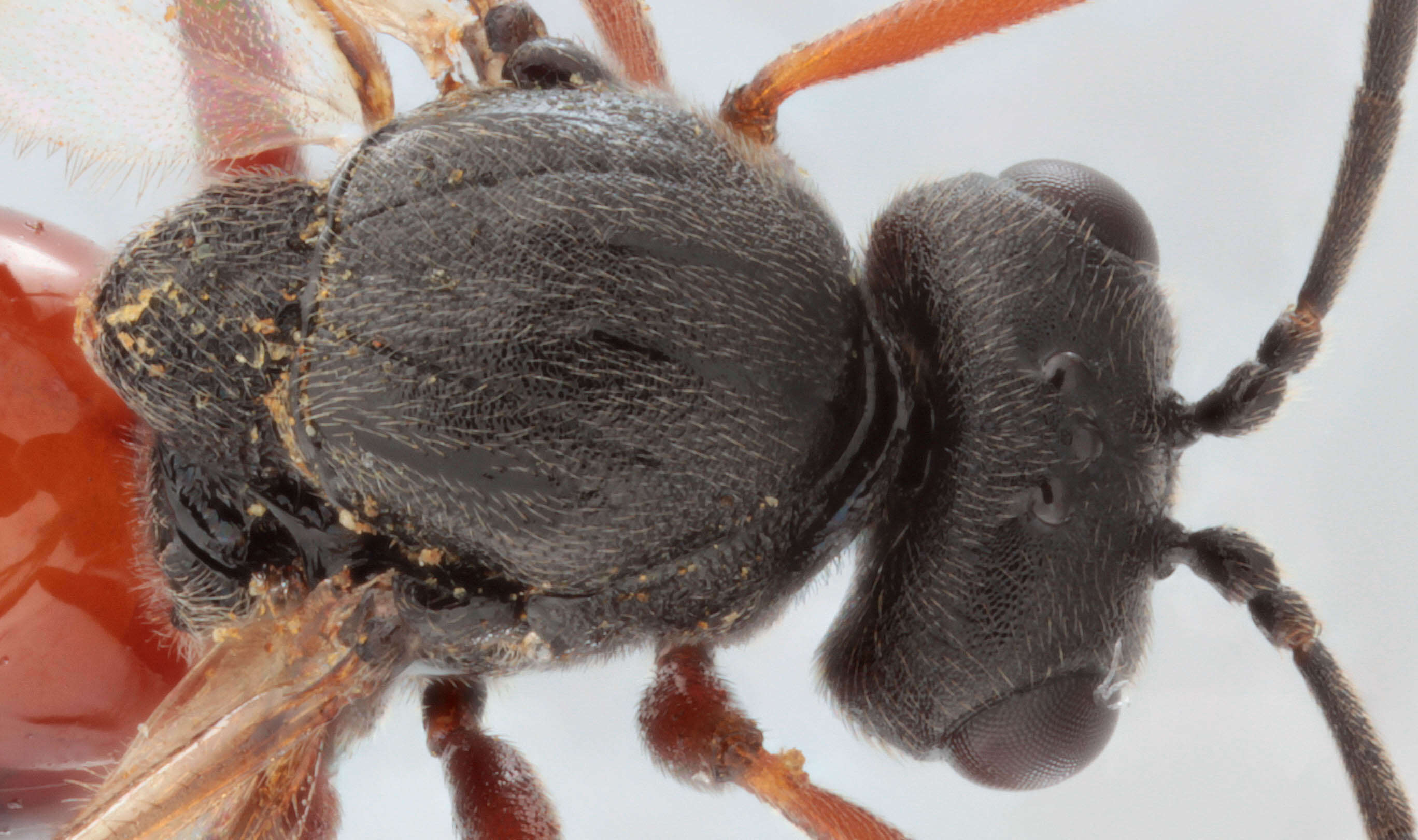 Image of Mossy Rose Gall Wasp