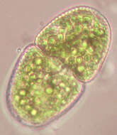 Слика од Cosmarium variolatum var. skujae