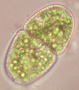 Слика од Cosmarium variolatum var. skujae