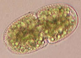 Слика од Cosmarium variolatum var. skujae