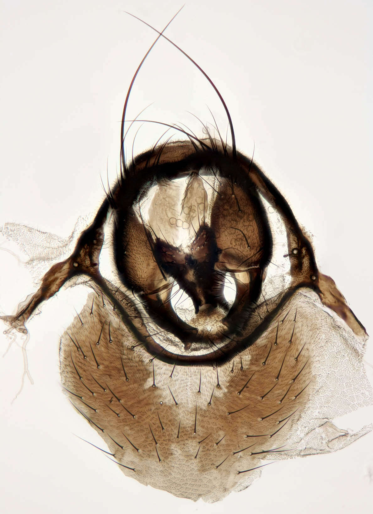 Plancia ëd Fannia mollissima (Haliday 1840)