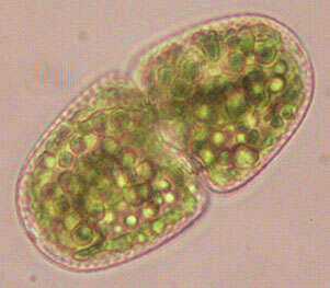 Слика од Cosmarium variolatum var. skujae