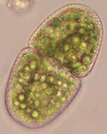 Слика од Cosmarium variolatum var. skujae