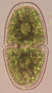 Image of Cosmarium variolatum var. skujae