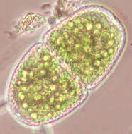 Слика од Cosmarium variolatum var. skujae