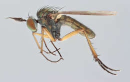 Image of Syntormon pallipes (Fabricius 1794)