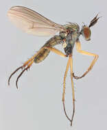 Image of Syntormon pallipes (Fabricius 1794)