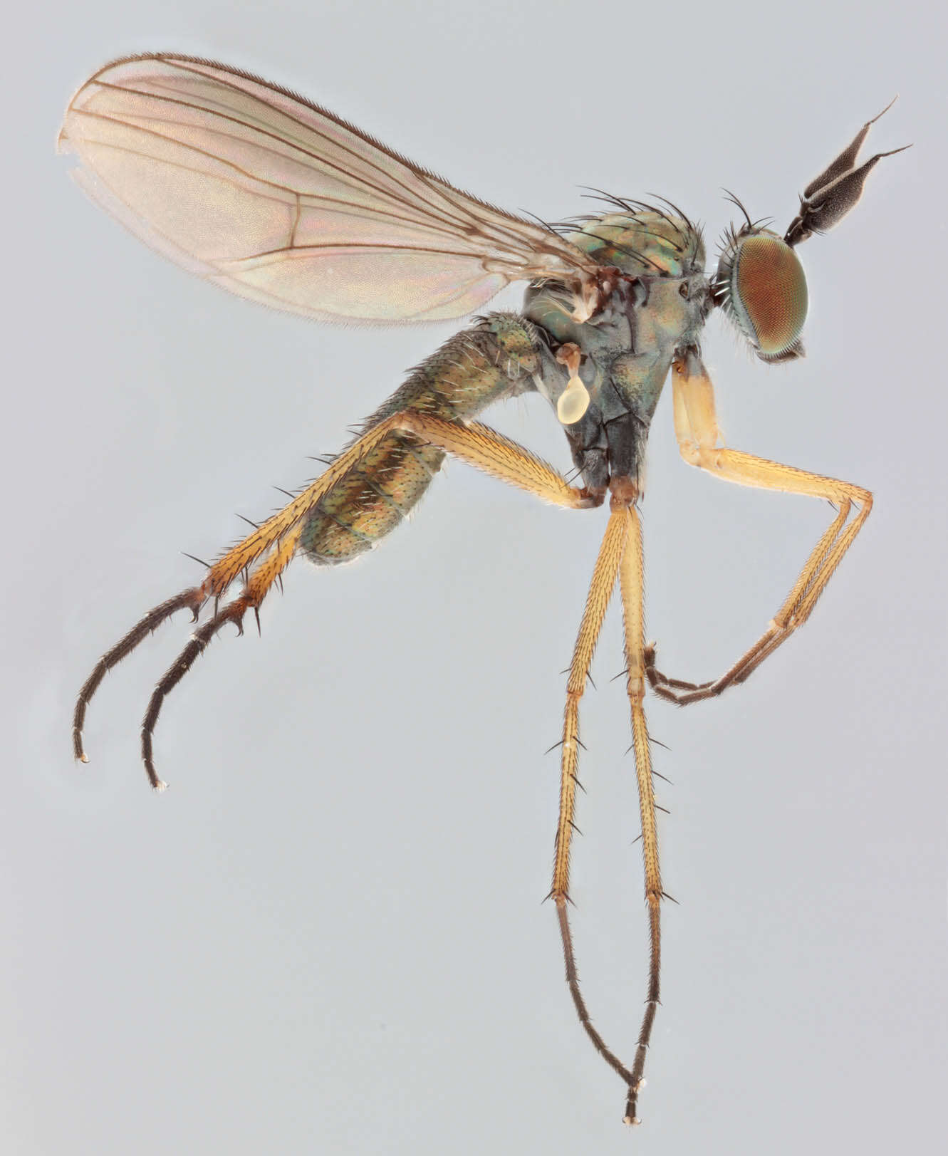 Image of Syntormon pallipes (Fabricius 1794)