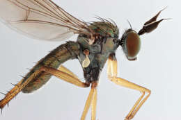 Image of Syntormon pallipes (Fabricius 1794)